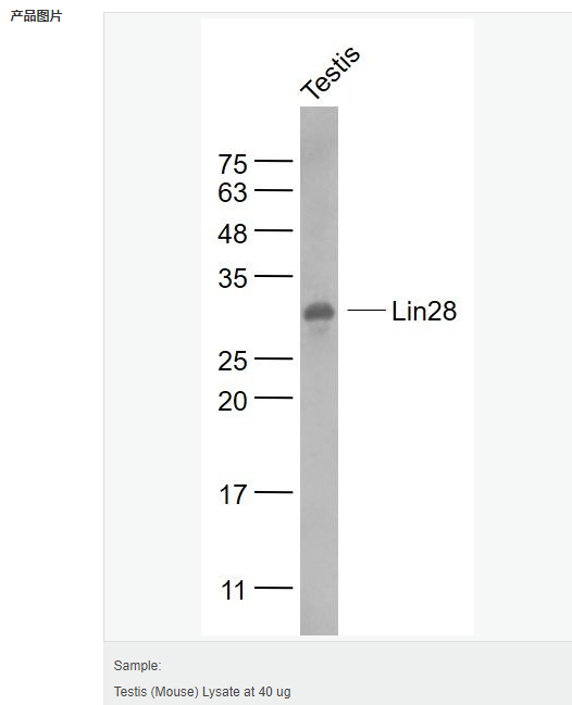 6058032a4a01b.png image.png