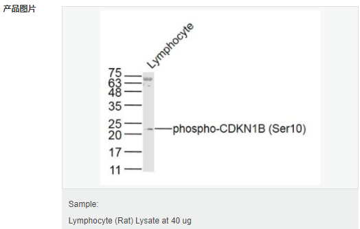 605d8358ceda8.png image.png