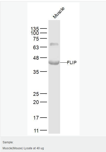 60641f929f6cb.png image.png