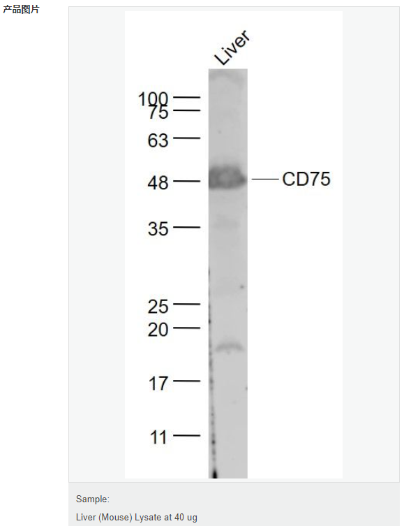 60767a4fa348c.png image.png