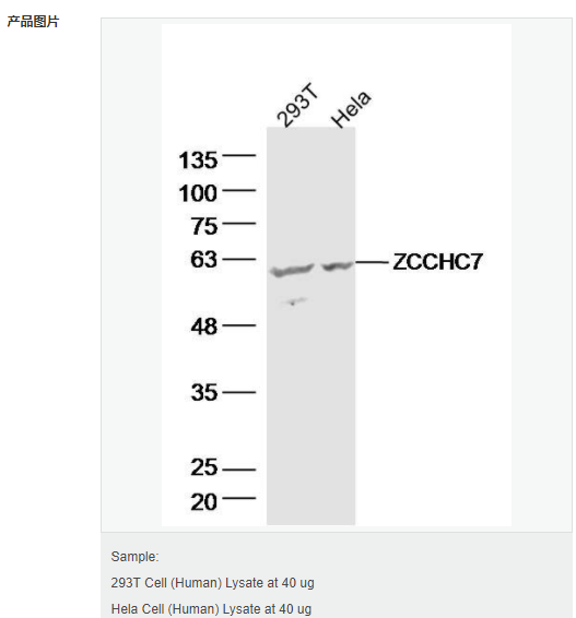 60794483de076.png image.png